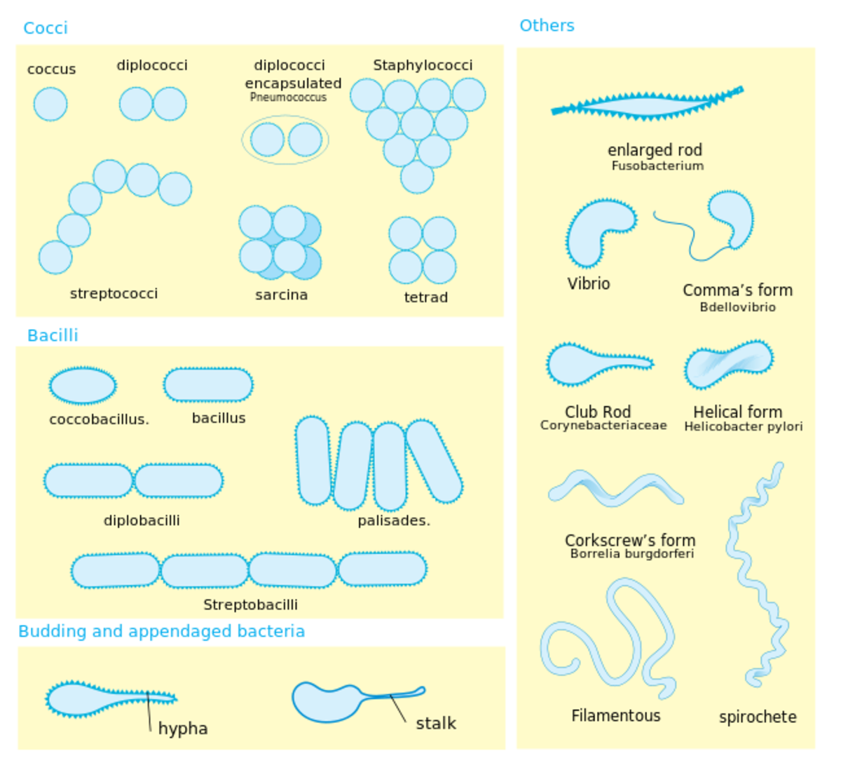 Bacteria have many shapes
