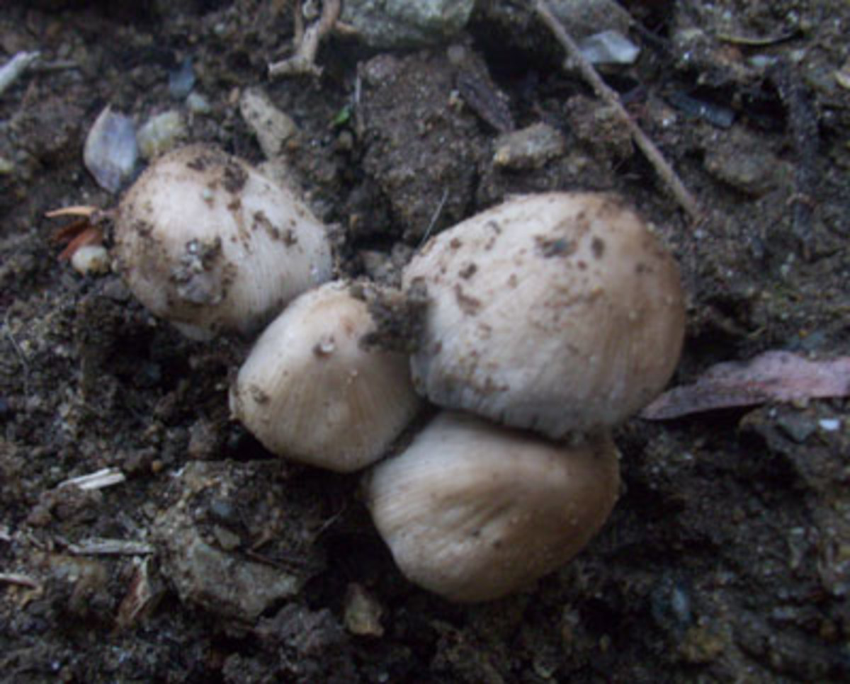 Fungi growing in soil