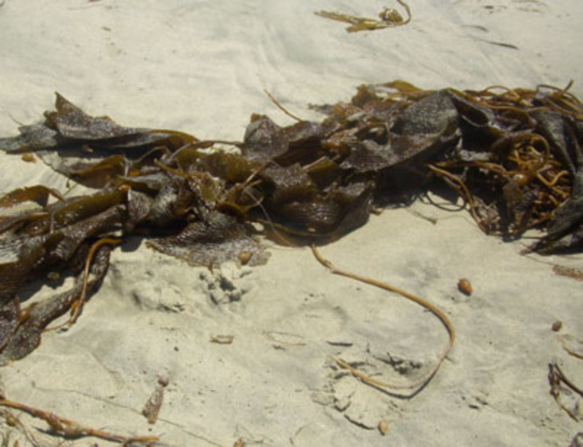 Seaweed is a type of algae