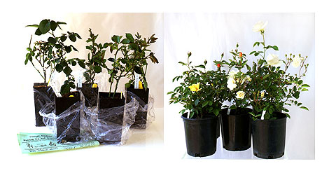 Container or Potted Roses