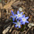Siberian Squill, perhaps?  Spring Beauty, also bulbs and from the hyacinth family I believe. 