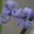 These purple hyacinths were the last of my hyacinths to bloom.  They are almost blue!