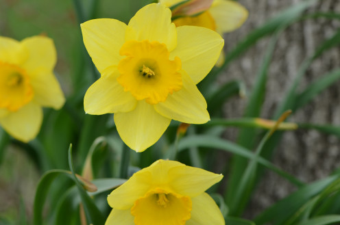 The lovely daffodils that always bring so much cheer!