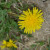 Another "weed" that the critters love, and some humans too!  People love to make salads and more out of these dandelion flowers!
