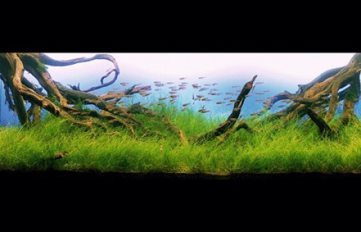 Aquarium Design Basics | the basics of a planted aquarium pethelpful Aquarium Design Basics | the basics of a planted aquarium pethelpful