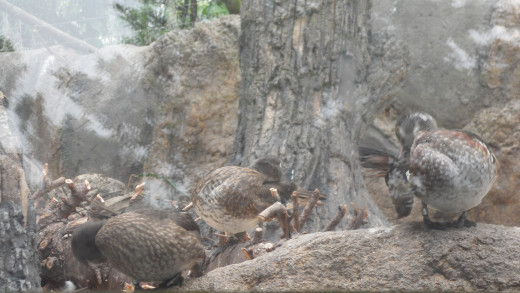 Some ducks overlooking the beaver dam at the Mississippi River exhibit. Unfortunately, the beaver didn't want to be photographed; it was hiding!