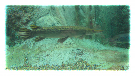 Alligator Gar