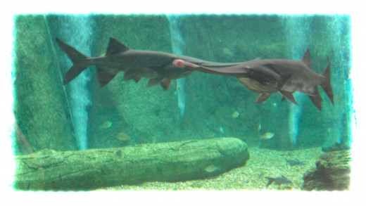 Mississippi Paddlefish