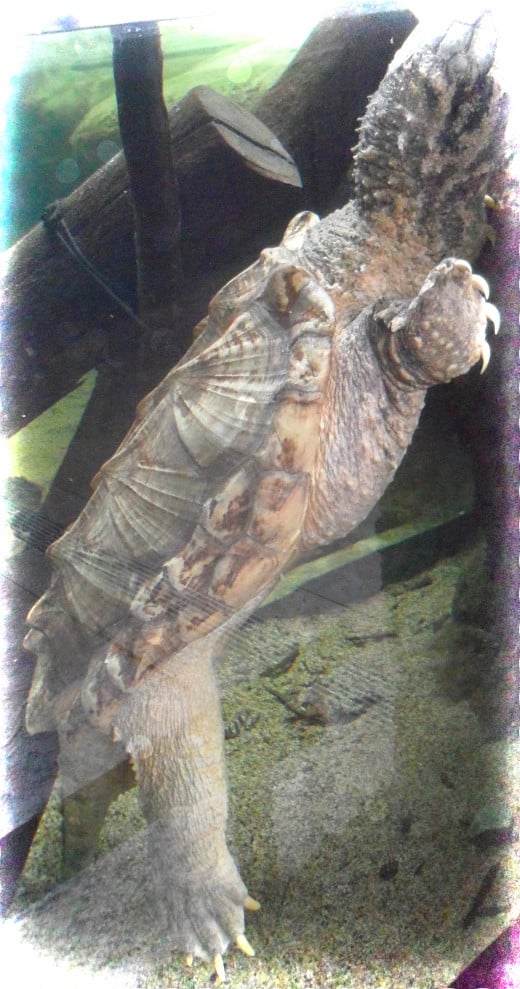Alligator Snapping Turtle