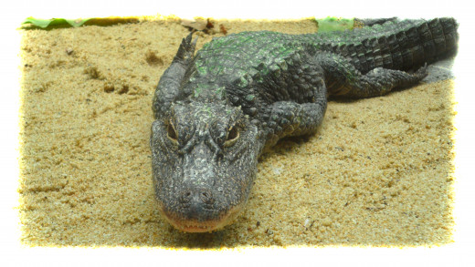 Yangtze Alligator