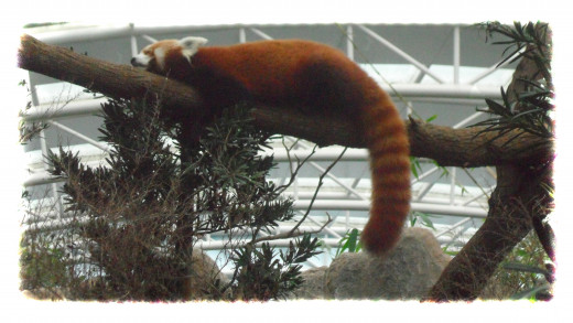 Red Panda