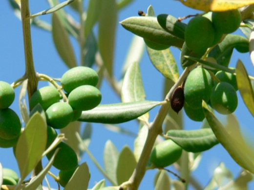 Olives on the branch.