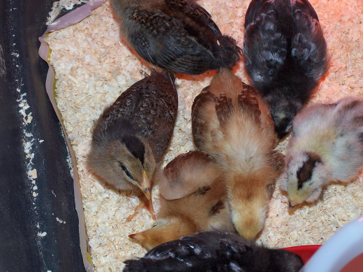 Learning from a chicken farmer