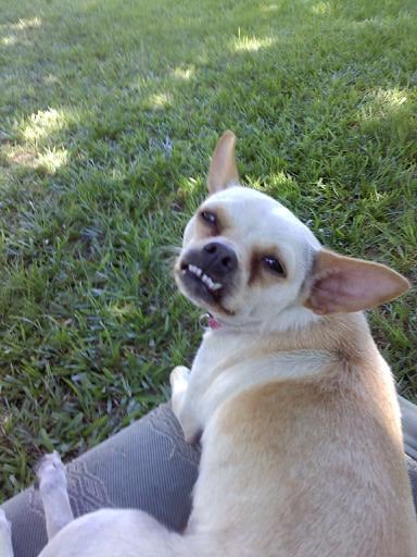 Susie again has really gained weight, and is very happy. She is the best little dog, so loving and sweet. Just look at those teeth doesn't she look like the daughter of the dog in "Despicable Me" a kids movie really cute.