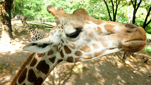 Resident Giraffe at the Bronx Zoo