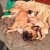 French bulldogs usually do not bark much when sleeping. French bulldogs usually do not bark much when sleeping.