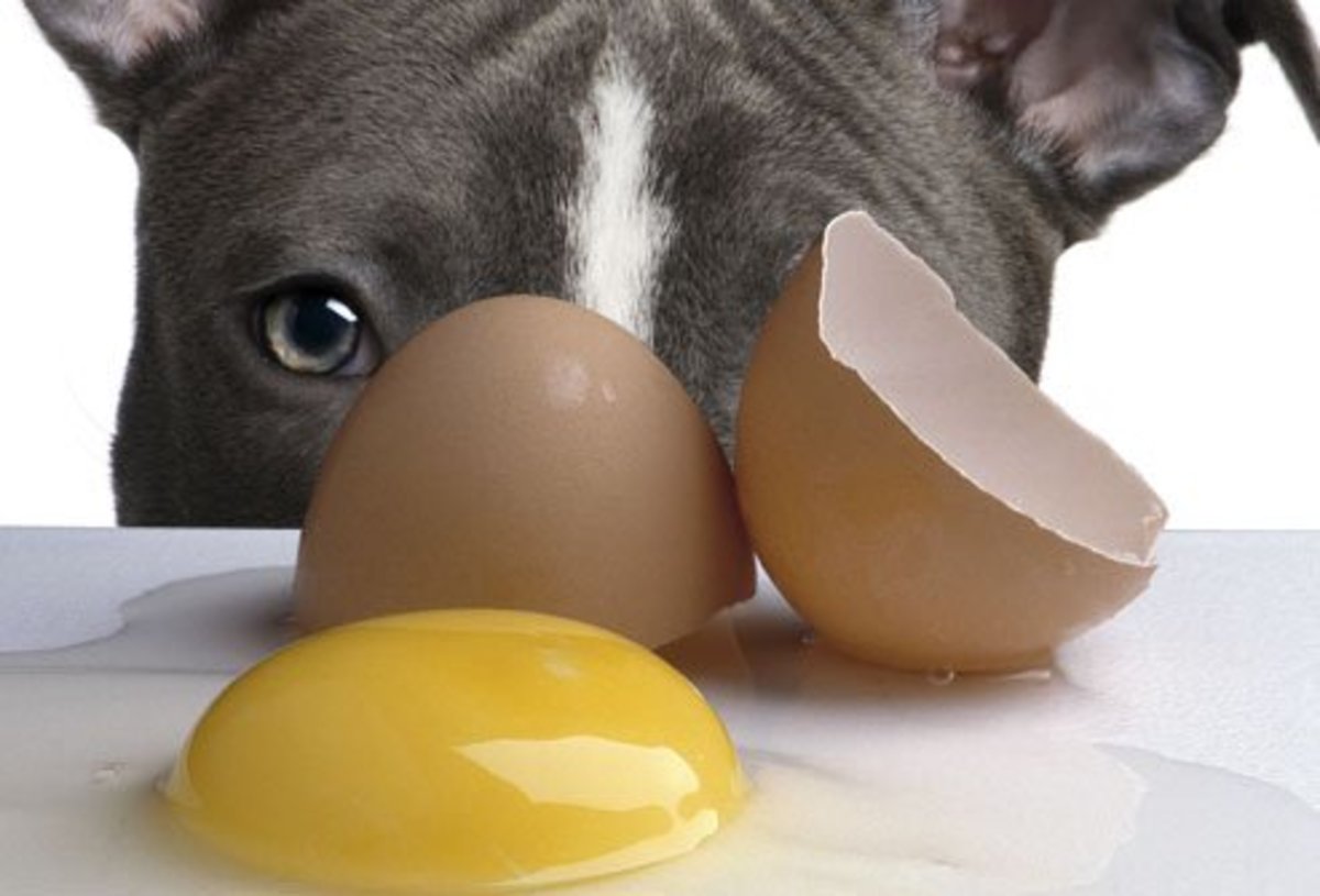 Is It Safe To Feed Dogs Raw Eggs Pethelpful
