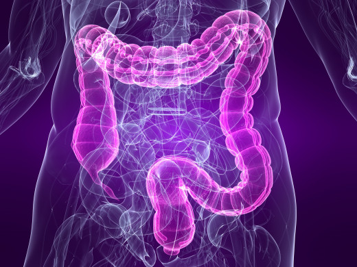 This photo is of the large intestines, the lower intestines lie in the center of the large intestines and is where most of the E. coli is located.