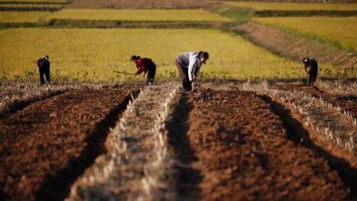 Farmers tend their fields in North Korea. Poor agricultural output has plagued the country from the beginning.
