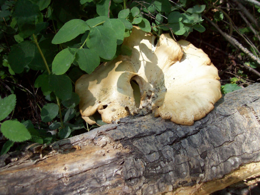 Oyster Mushroom