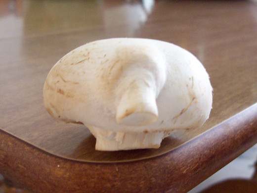 Button Mushroom on a Button Mushroom