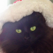 Meowthecat profile image