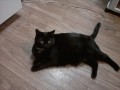 How to Bring Home a New Cat or Kitten