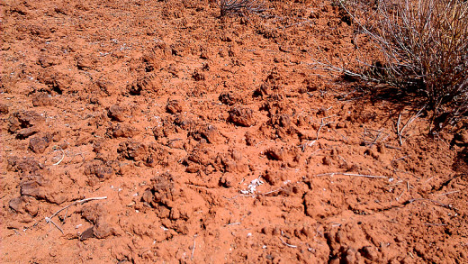 Close up view of cryptobiotic soil crust