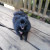Loui the TrailDog joining the TrailDudes on their adventure. Loui the TrailDog joining the TrailDudes on their adventure.
