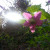 The sun peering over a flower. The sun peering over a flower.