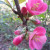 Pink flowers on a tree. Pink flowers on a tree.