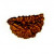 One Mukhi Rudraksha