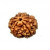 5 Mukhi Rudraksha