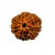 7 Mukhi Rudraksha