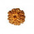 9 Mukhi Rudraksha