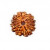 11 Mukhi Rudraksha