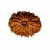 13 Mukhi Rudraksha