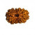 15 Mukhi Rudraksha