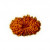 17 Mukhi Rudraksha