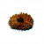 20 Mukhi Rudraksha