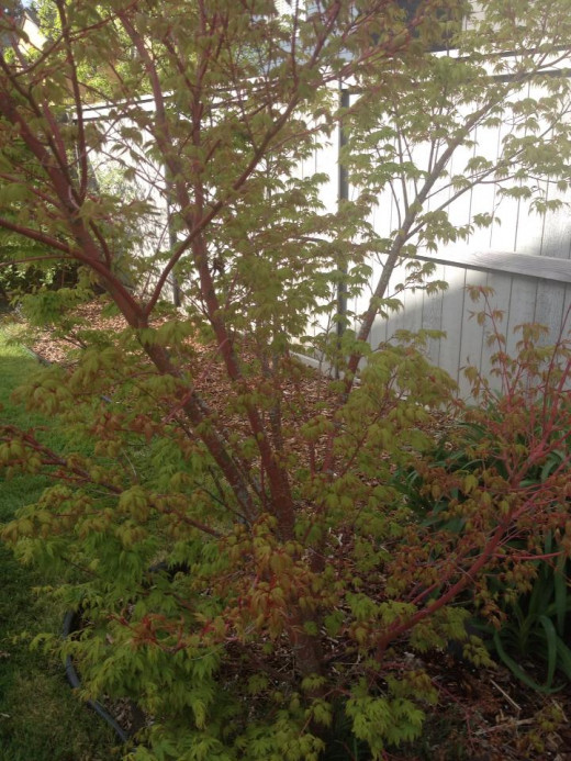 My 'baby'.  This variety of Japanese Maple is called Sango-kaku.