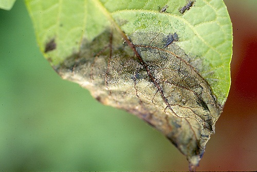 Potato Blight