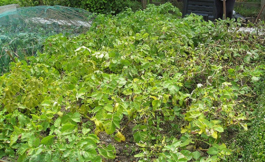 Potatoes infected with Blight