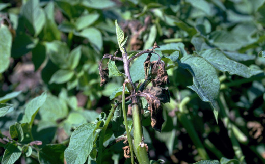 Potato Blight on stems