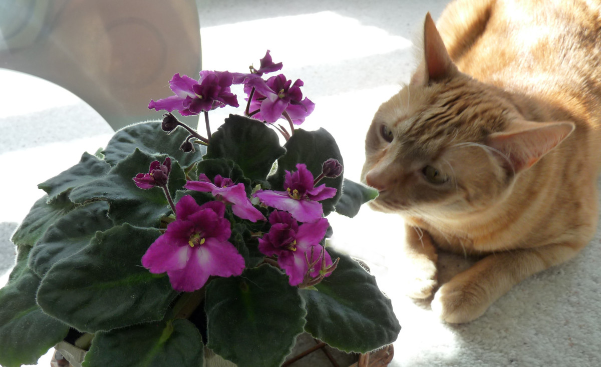 How to Choose CatFriendly Plants for Your House PetHelpful