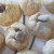 Chocolate Chip Cookies Chocolate Chip Cookies
