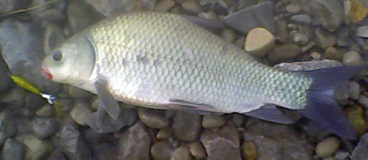 This big Ohio River white buffalo uncharacteristically smashed a spinning lure.