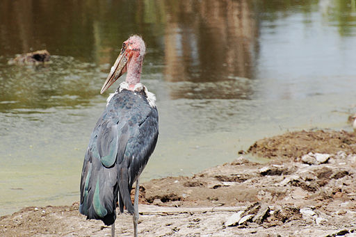 The Undertaker Bird