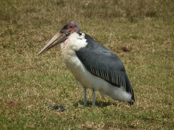What is a Marabou Stork (Undertaker Bird)?