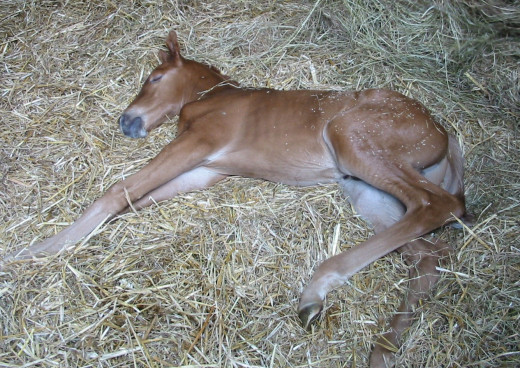 "Being born is so exhausting!"